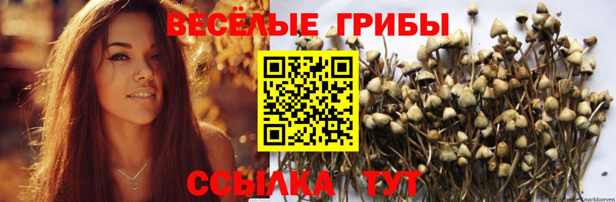 Галлюциногенные грибы Psilocybe Рассказово